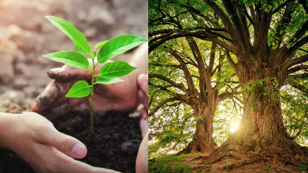 Plant A Tree It Could Increase Your Lifespan