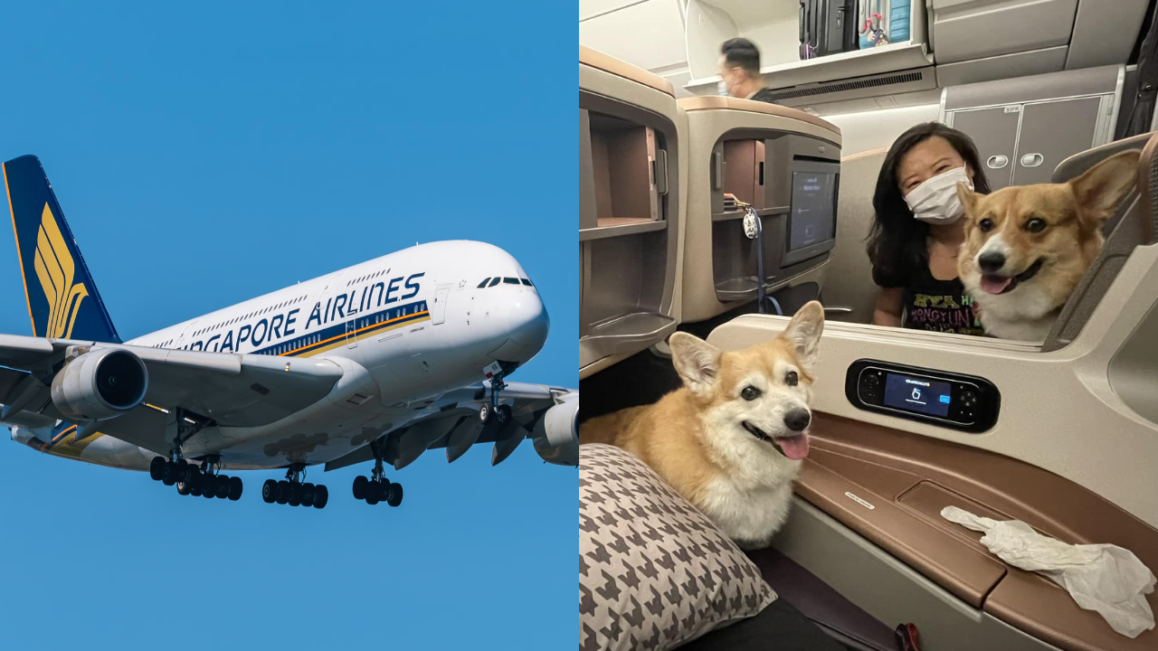 Got to give SIA the credit as well as their owners for preparing the dog ahead of time for their flight.