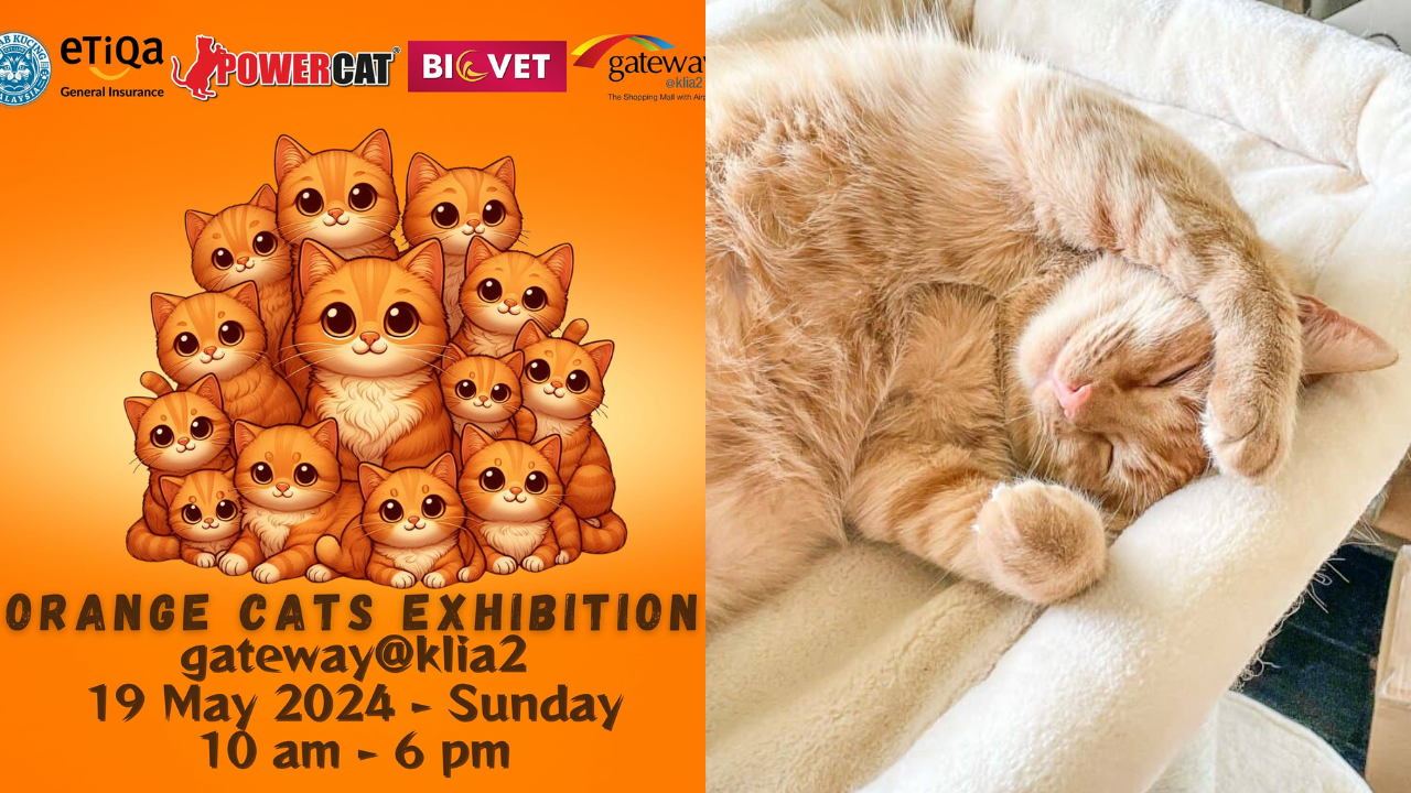 Experience the antics of Oyen's while winning cash prizes and enjoying free cat food!