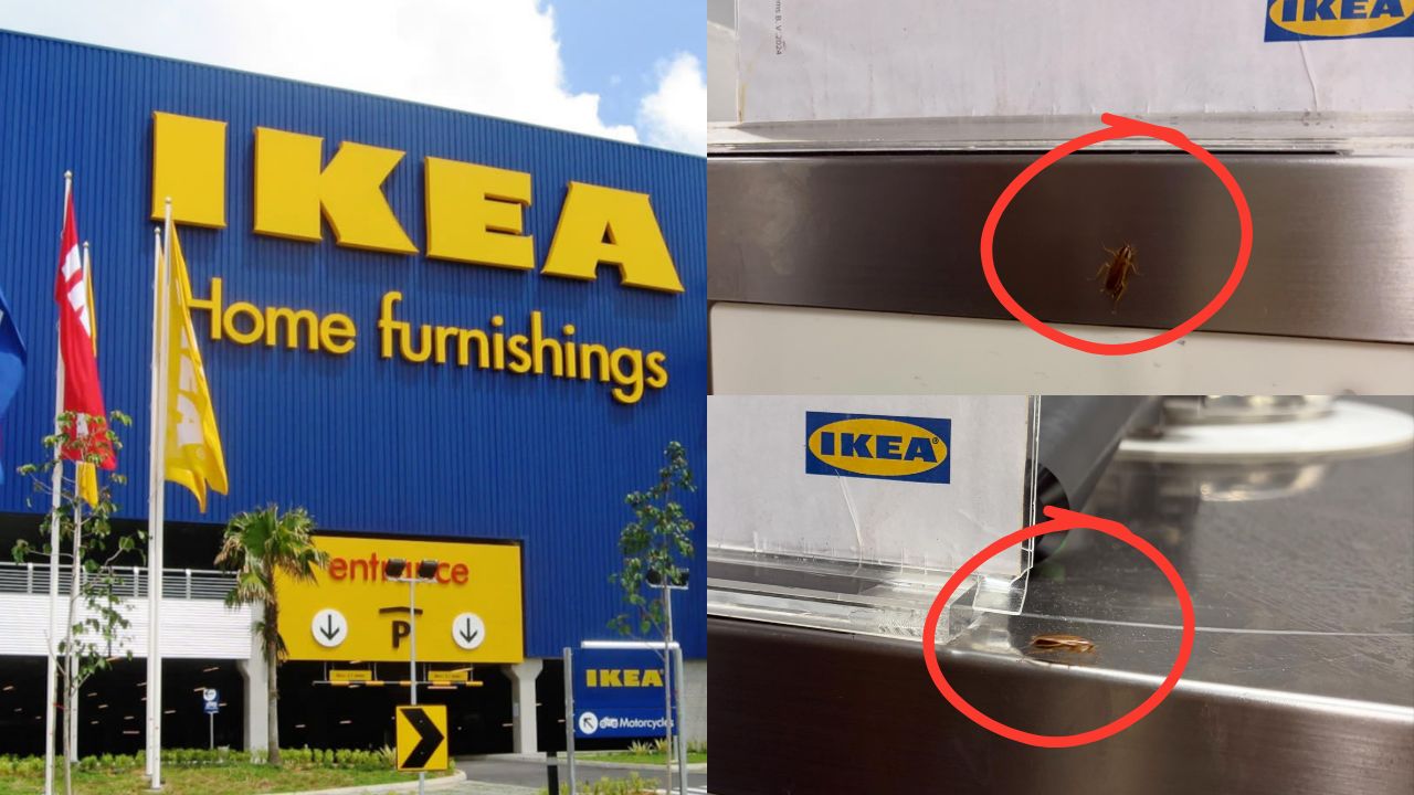 Cockroach Spotted At IKEA Cheras Bistro Days After Swedish Restaurant Reopened, IKEA Responds